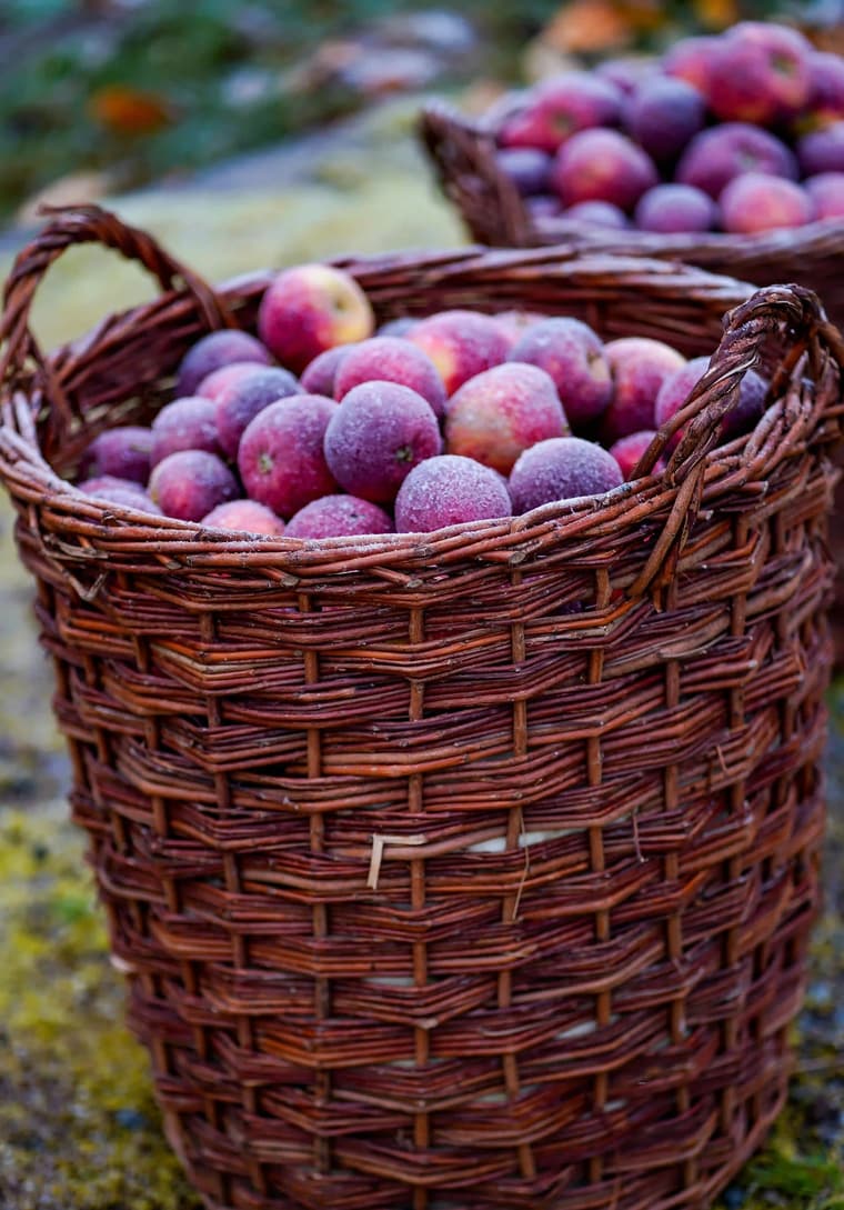 Frisches Obst und Gemüse eines regionalen Hofladens