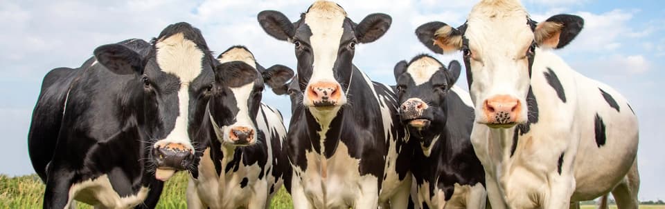 Landwirt startet mit digitaler Direktvermarktung über Farmerino