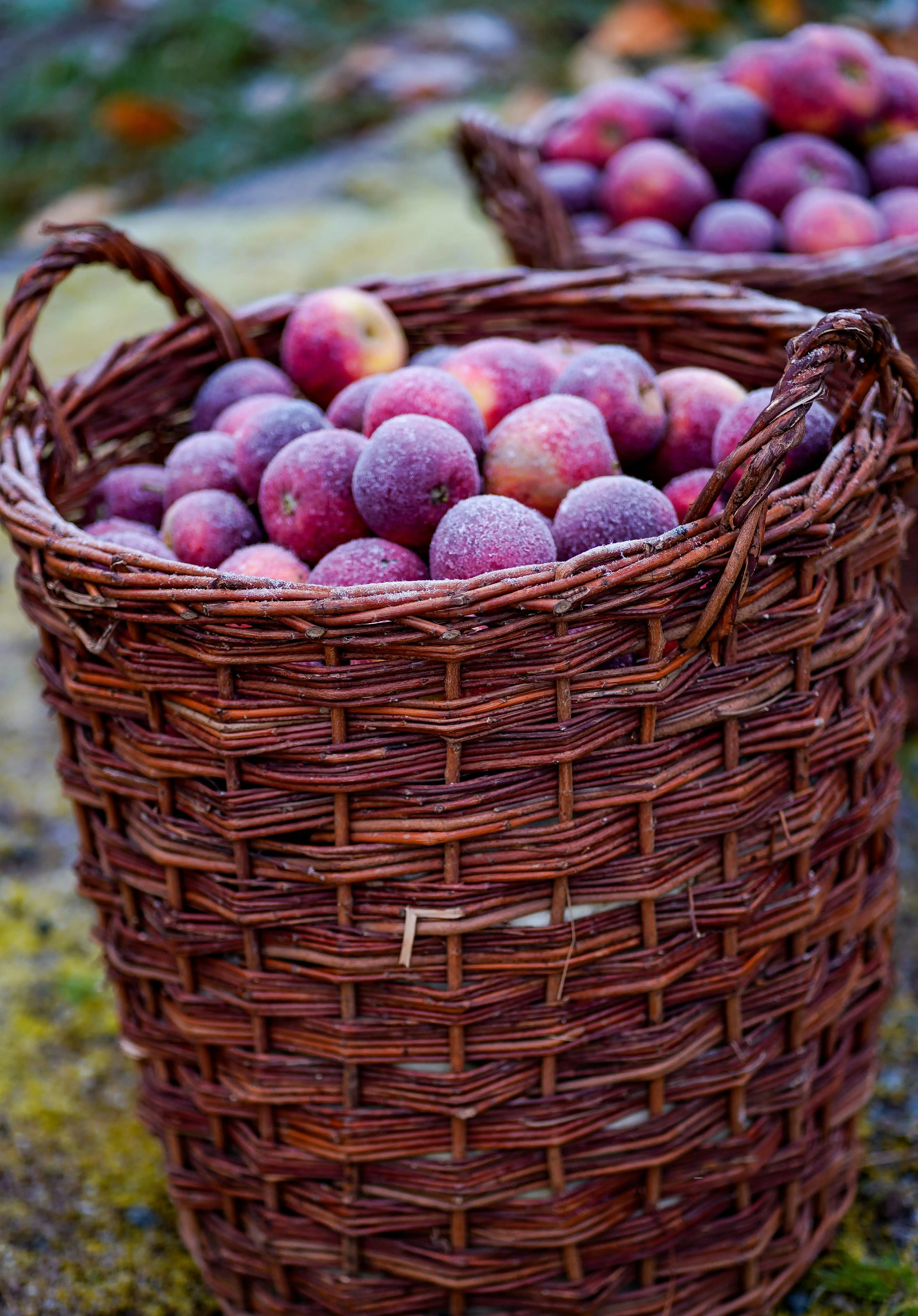 Landwirt mit frisch geernteten regionalen Produkten