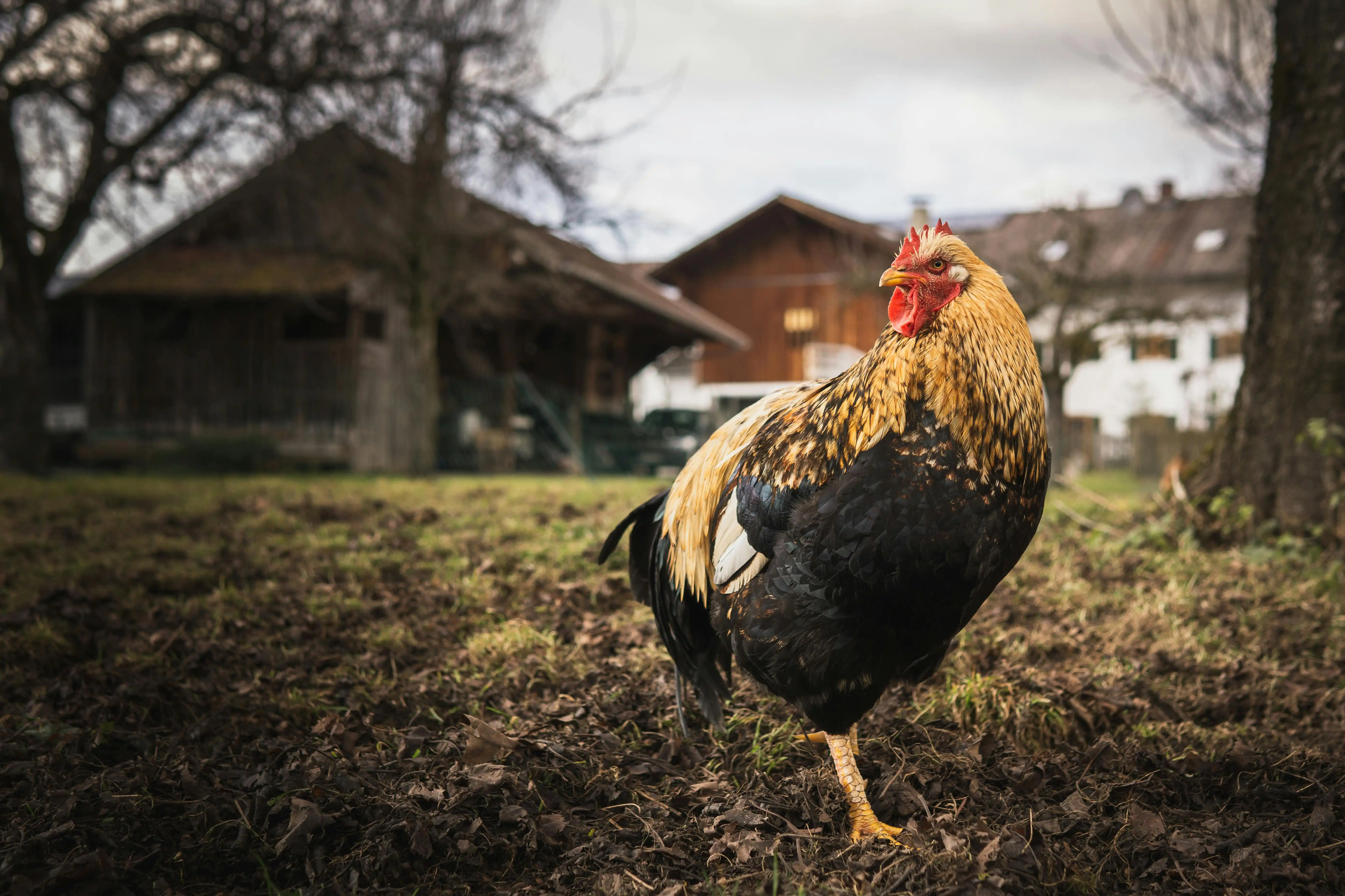 Huhn vor landwirtschaftlichen gebaeuden