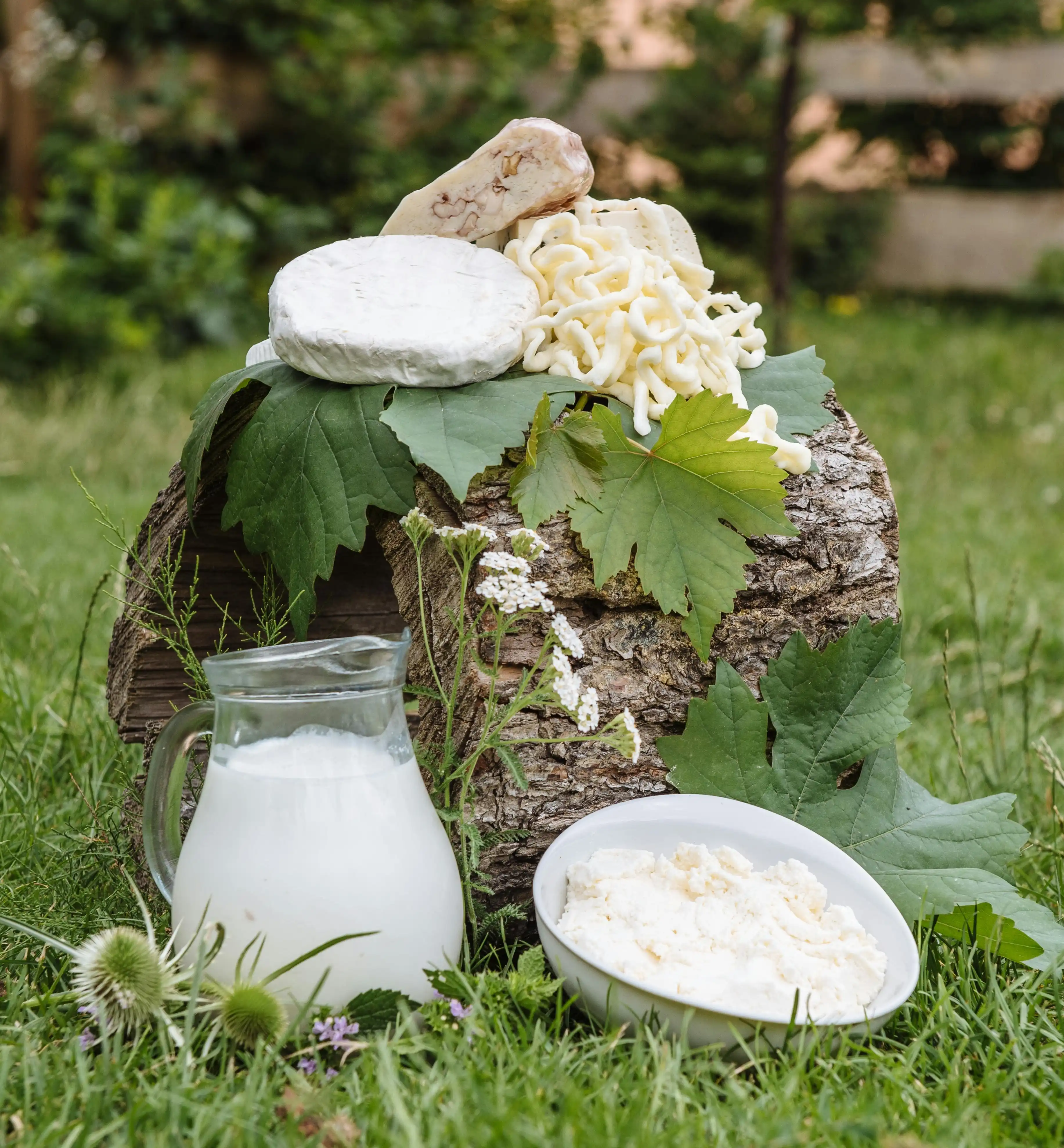 kaese milch und andere erzeugnisse frisch aus hofmolkerei